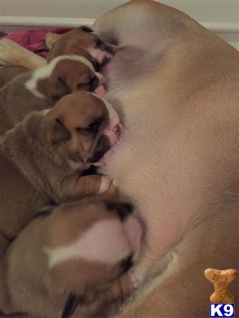 English Bulldog dog